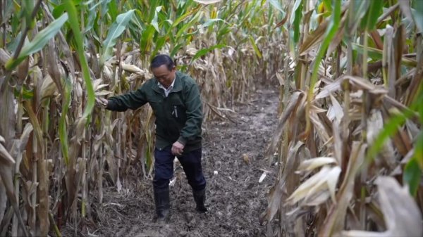 满江红配资 新华视点丨连阴雨袭扰秋收季 全国多地抢收保秋粮
